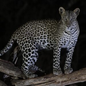 leopard Tsavo West Park