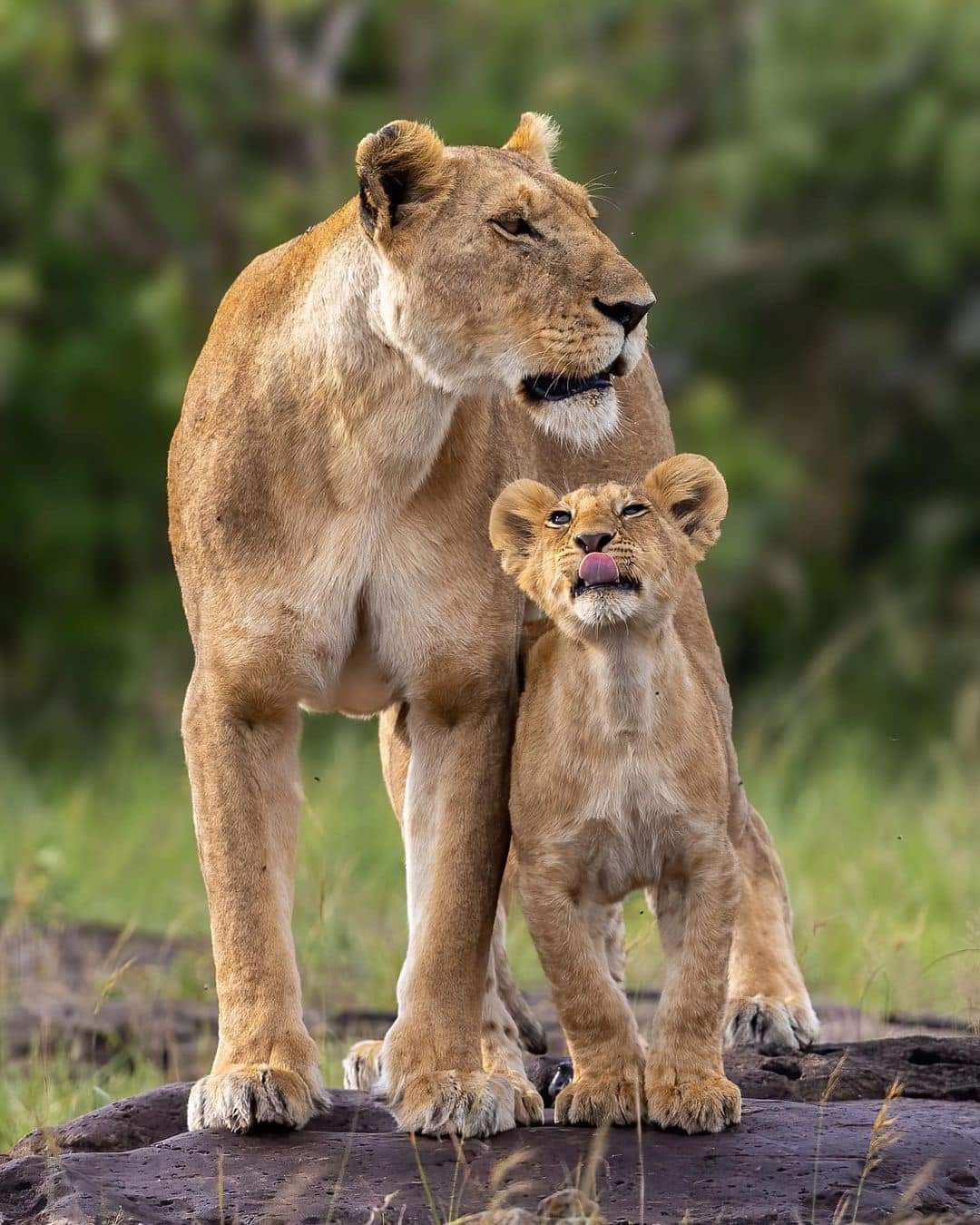 Lion and cub on a game drive