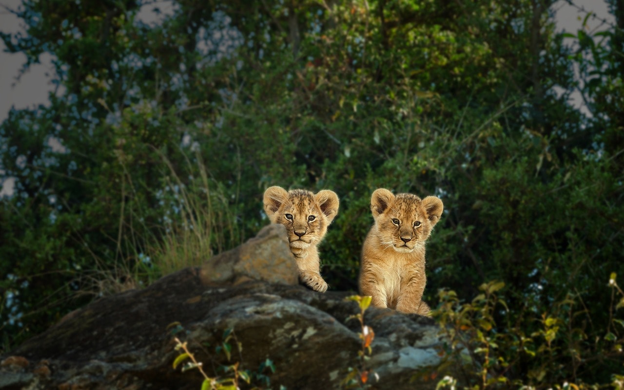 Young lion cubs Mara